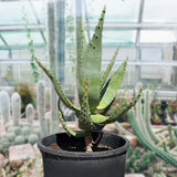 Potted Aloe ferox plant in a greenhouse setting with other cacti and succulents.