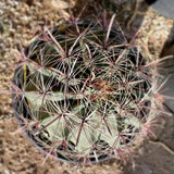 Close-up of a Southwest Barrel Cactuswith spines on a blurred background