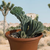 Potted Crested Blue Flame with desert landscape in the background