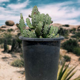 Potted Moroccan Mound in a desert landscape with blurred background