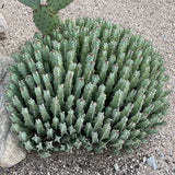 Spiky green Moroccan Mound on a sandy ground