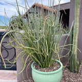 Potted Pedilanthus macrocarpus plant with long, thin leaves in front of a house exterior.