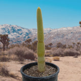 Potted Golden Torch Cactus in a desert landscape with mountains in the background