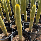 Row of potted Golden Torch Cactus with yellow spines in a greenhouse setting
