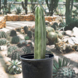 Tall Mexican Fence Post Cactus in a pot surrounded by other cacti and plants in a garden setting