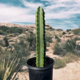 Potted Peruvian Apple Cactus in a desert landscape with a blurred background