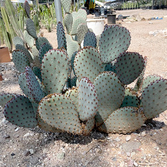 beavertail prickly pear cactus Santa Rita x Beavertail Hybrid Cactus Plant