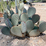 Santa Rita x Beavertail Hybrid pear cactus in a garden setting with gravel and plants in the background