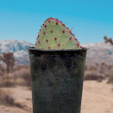 Santa Rita Prickly Pear in a pot with a desert landscape in the background