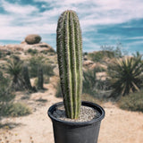 Potted Saguaro Cactus in a desert landscape with blurred background