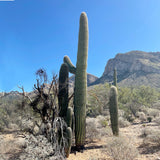 Desert landscape with Saguaro Cacti and mountains under a clear blue sky