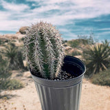 Potted Saguaro Cactus in a desert setting with blurred background