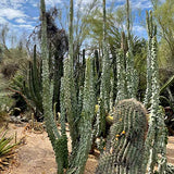 Tall Totem Pole 'Major' cacti with spiky green leaves against a blue sky
