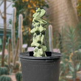 Decorative green Totem Pole 'Major' in a pot with a blurred natural background