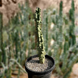 Tall green Totem Pole 'Major' cactus in a pot with a blurred desert landscape in the background