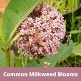 Pink milkweed blooms with bees on a green leafy background