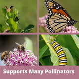 Collage of a butterfly, caterpillar, bee, and plant with text 'Supports Many Pollinators'.