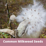 Common milkweed seeds pod with text overlay on a natural background