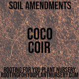 Text 'SOIL AMENDMENTS COCO COIR' on a background of coco coir with 'ROOTING FOR YOU PLANT NURSERY' and website URL.