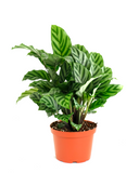 Potted Calathea Concinna 'Freddie' with green leaves in an orange pot on a white background