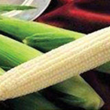 Close-up of corn on the cob with a blurred background SWEET CORN Seeds, Silver King White