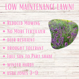Advertisement for low maintenance lawn with text and a picture of a purple thyme flowering plant on a wooden background.