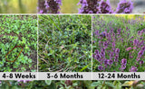 Collage of thyme plant growth stages from 4-8 weeks to 12-24 months.