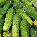 Green cucumbers with leaves on a natural background CUCUMBER Seeds, National Pickling