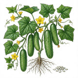 Illustration of a cucumber plant with cucumbers, leaves, and flowers on a white background. CUCUMBER Seeds, Straight Eight