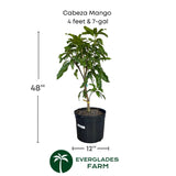 Potted Cabeza Mango plant with dimensions and Everglades Farm logo on a white background