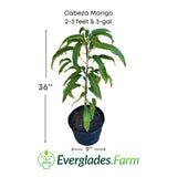 Cabeza Mango plant in a pot with dimensions and Everglades Farm logo.