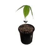 Potted Trinitao Cacao Tree Yellow, Long Ribbed – Fruit-Bearing Theobroma Cacao Tree with a single green leaf on a white background