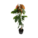 Potted Trinitao Cacao Tree Yellow, Long Ribbed – Fruit-Bearing Theobroma Cacao Tree with some brown leaves on a white background