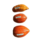 Three cocoa beans with labels on a white background