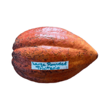 Cocoa bean pod with a label on a white background