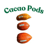 Three cacao pods with visible labels on a white background, labeled 'Cacao Pods'.