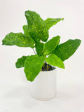 Calathea Musaica 'Goeppertia Kegeljanii'