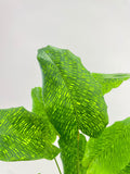 Close-up of a green Calathea Musaica 'Goeppertia Kegeljanii' against a plain light gray background.