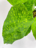 Close-up of a Calathea Musaica 'Goeppertia Kegeljanii' photographed against a clean white background.