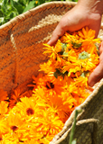 Hand holding a bundle of bright orange Orange Calendula (Calendula officinalis) flowers over a woven basket.