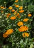 Orange Calendula (Calendula officinalis)