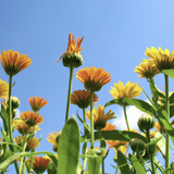 Yellow Orange Calendula (Calendula officinalis) flowers against a clear blue sky