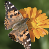 Butterfly on an orange Orange Calendula (Calendula officinalis) flower with a blurred green background