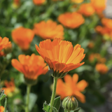 Close-up of bright orange Orange Calendula (Calendula officinalis) flowers with a blurred background