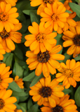 Orange Calendula (Calendula officinalis)
