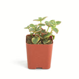 Crassula pellucida variegata 'Calico Kitten'