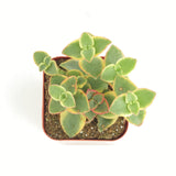 Crassula pellucida variegata 'Calico Kitten'