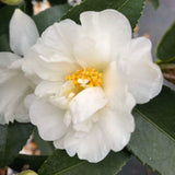 Just Chill® Double White Camellia