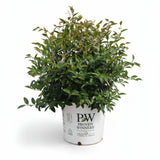 Just Chill® Double White Camellia