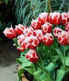 Canasta Fringed Tulip - 10 bulbs